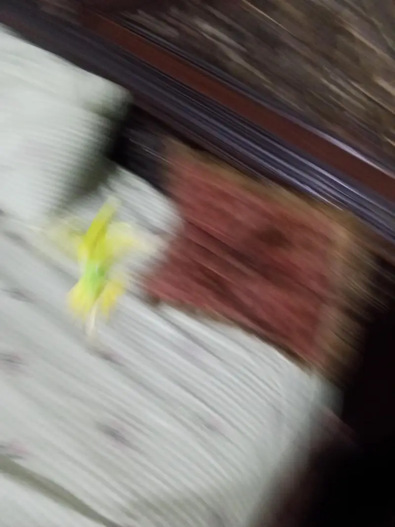 Breeder budgies with almost breeding time hand tame very friendly — photo 6