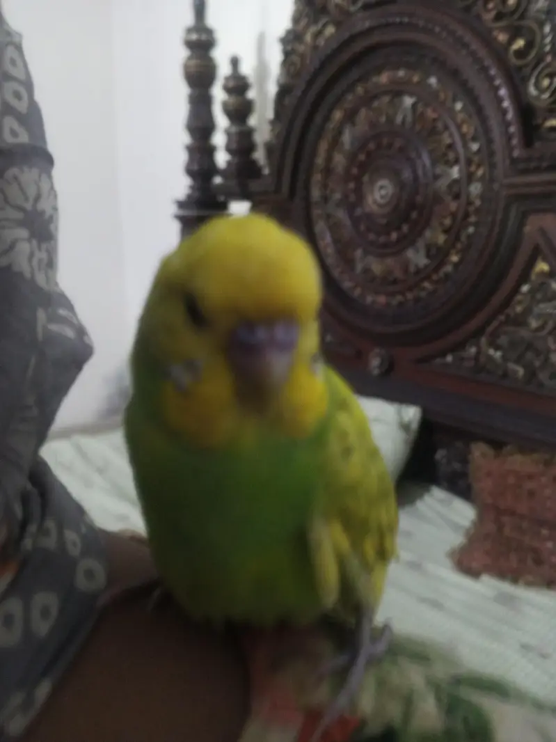 Breeder budgies with almost breeding time hand tame very friendly — photo 7