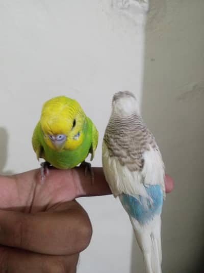 Hand tame budgies breeder pair very active and playful 0% bite guranu