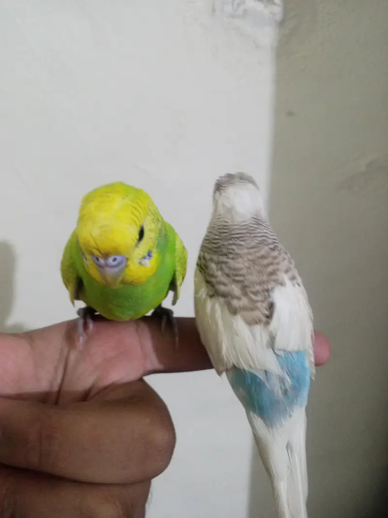 Breeder budgies with almost breeding time hand tame very friendly — photo 8