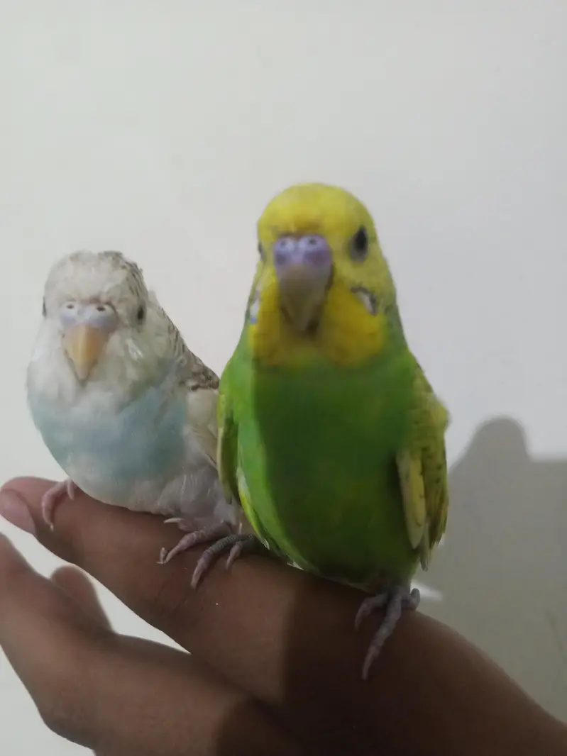 Breeder budgies with almost breeding time hand tame very friendly — photo 9