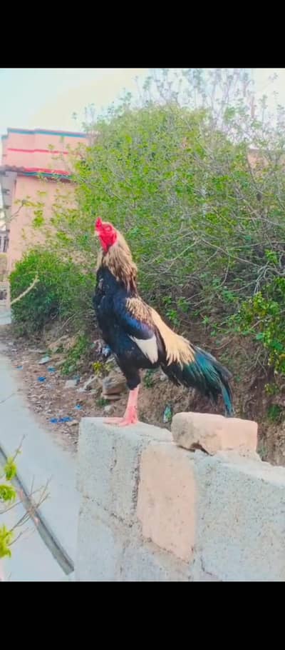 rapta kro Bhai maza ay ga
