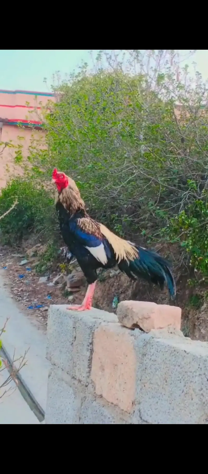 rapta kro Bhai maza ay ga — photo 2