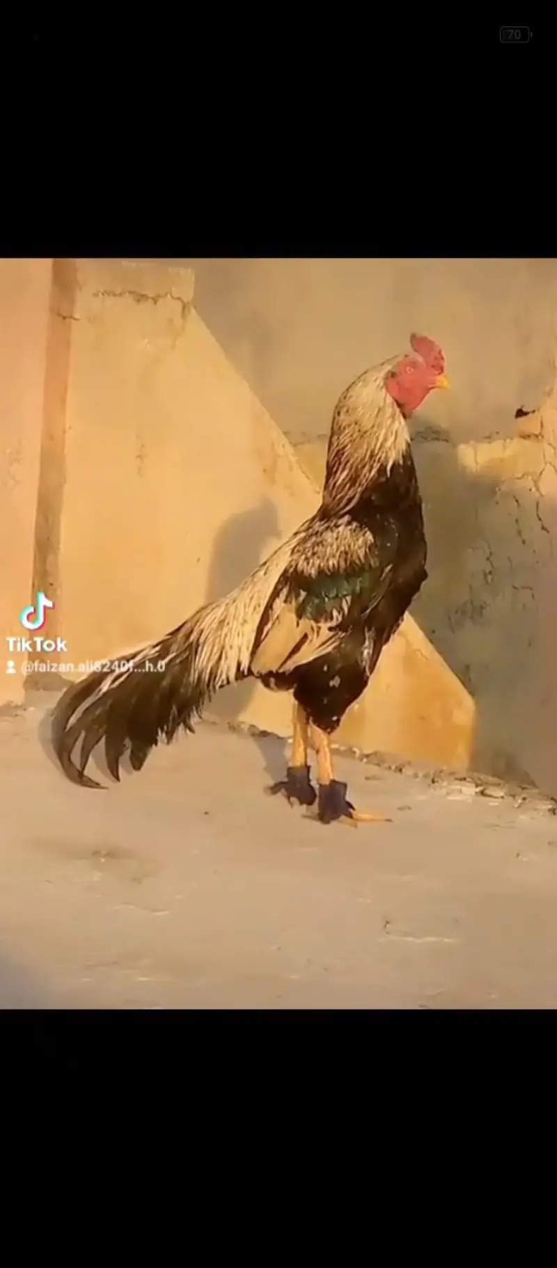 rapta kro Bhai maza ay ga — photo 4