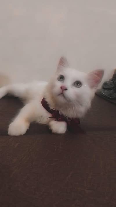 kitten for sale