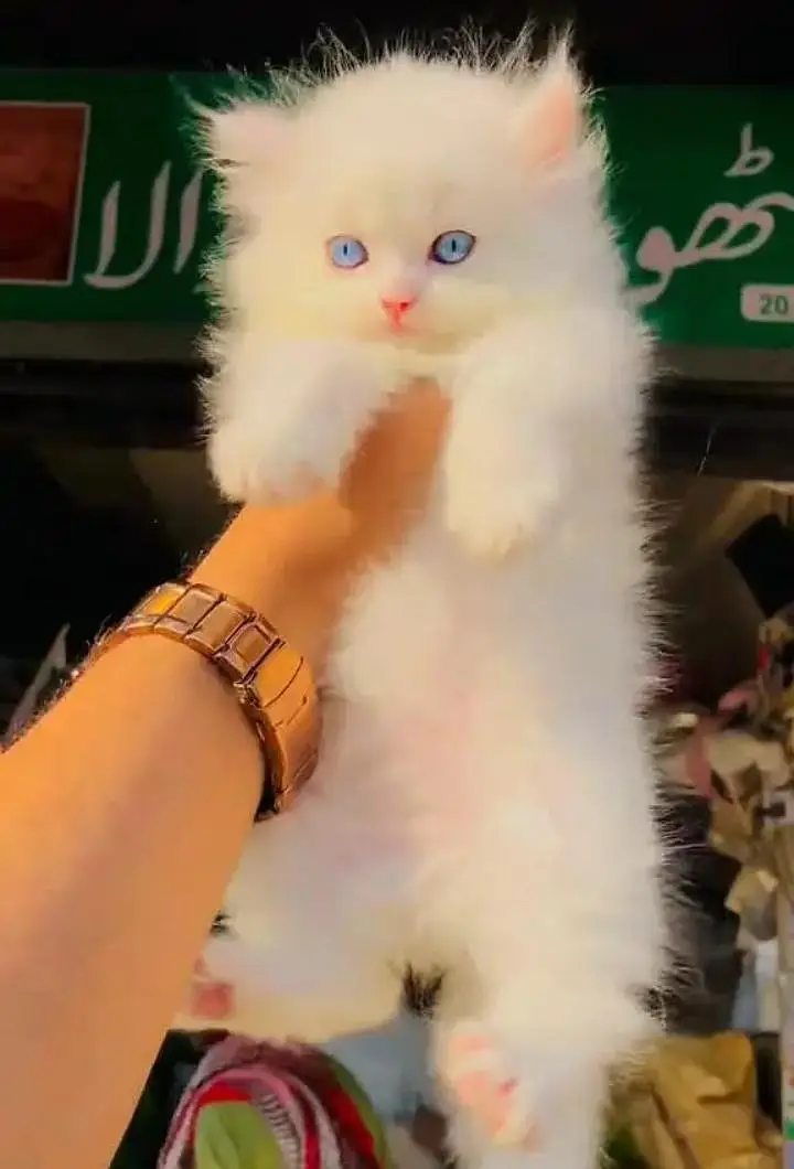(Persian female kitten) (for sale all) (Pakistan delivery available) — photo 2