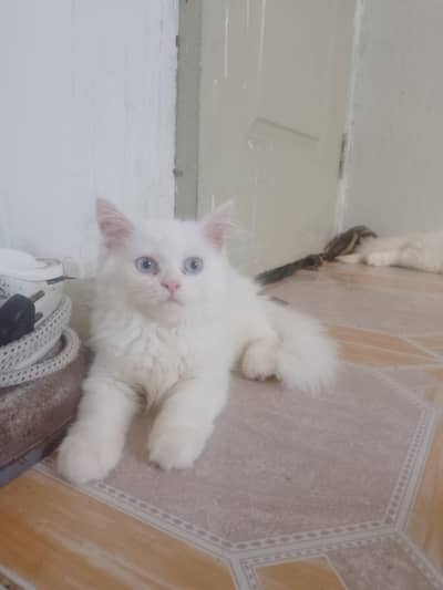 blue eyes Persian kittens