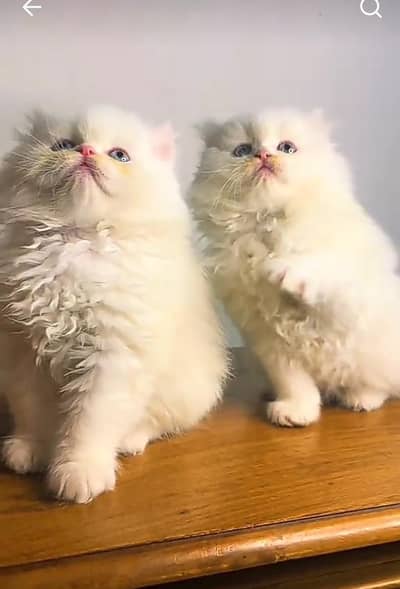 Persian kitten for sale my WhatsApp . 03317047936