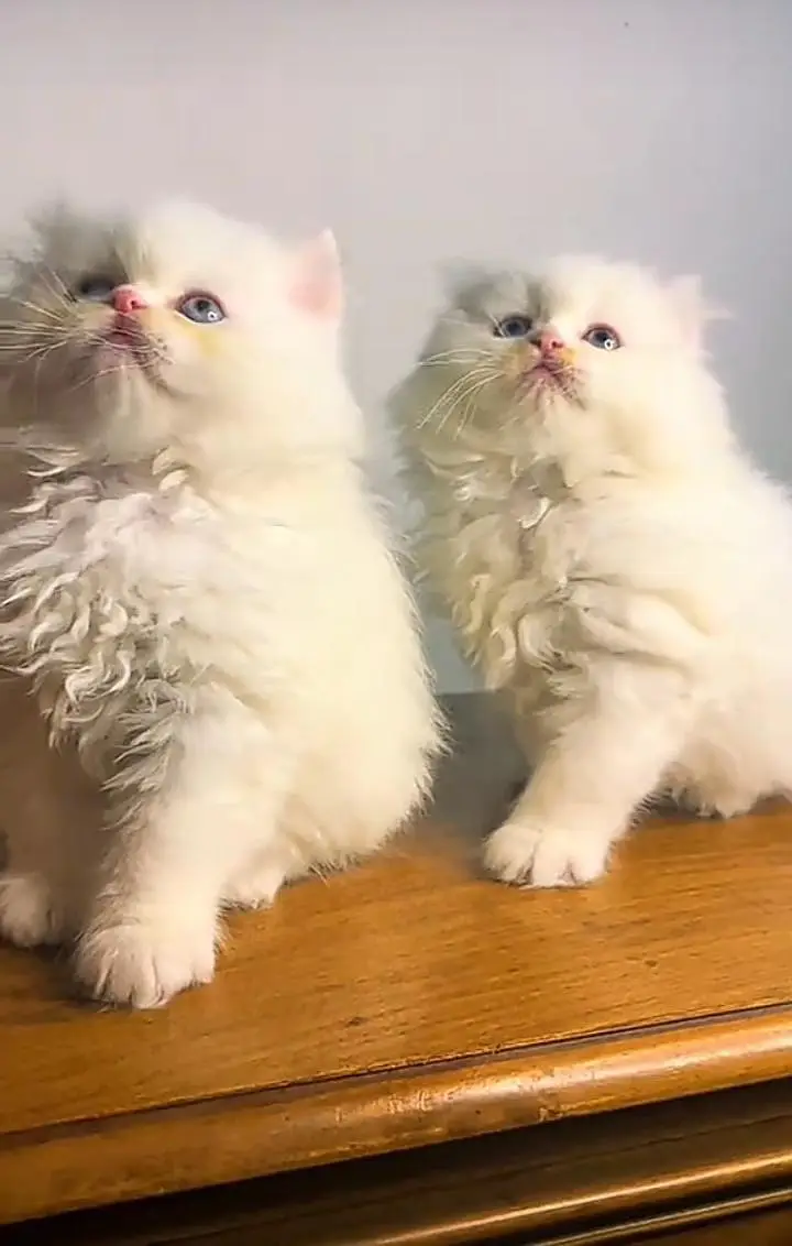 Persian kitten for sale my WhatsApp . 03317047936 — photo 2