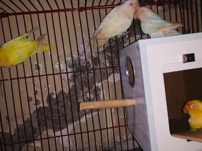 love birds breeder pairs