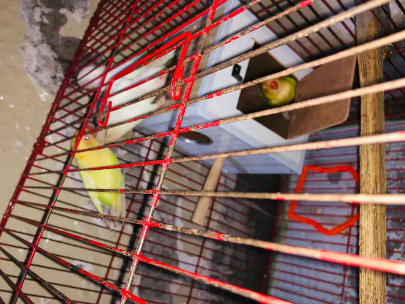 love birds breeder pairs — photo 2