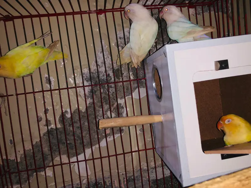 love birds breeder pairs — photo 3
