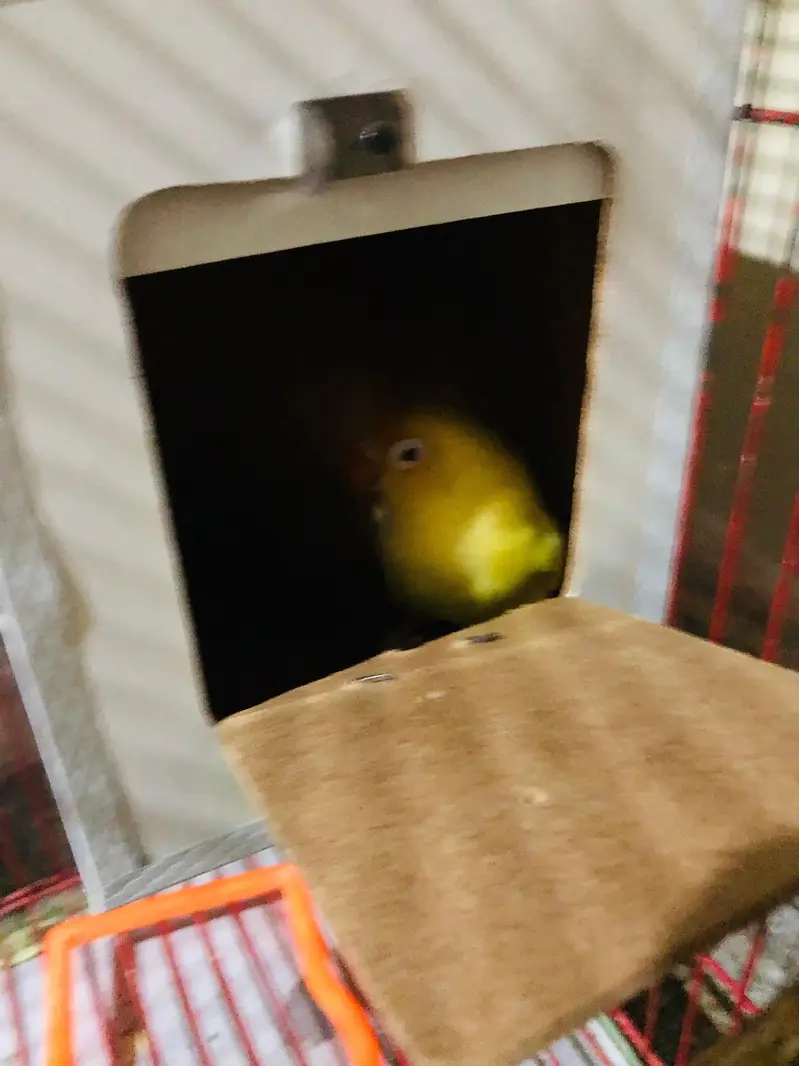 love birds breeder pairs — photo 5