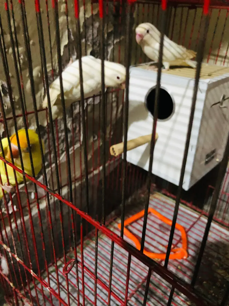love birds breeder pairs — photo 6