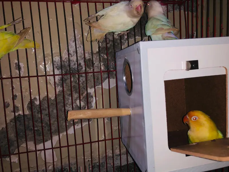 love birds breeder pairs — photo 7