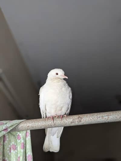 3 doves/one brown and two white