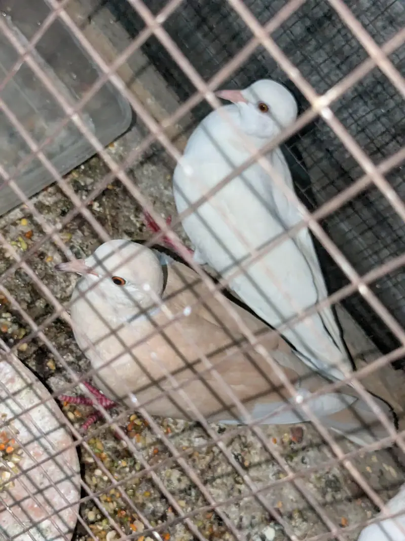 3 doves/one brown and two white — photo 2