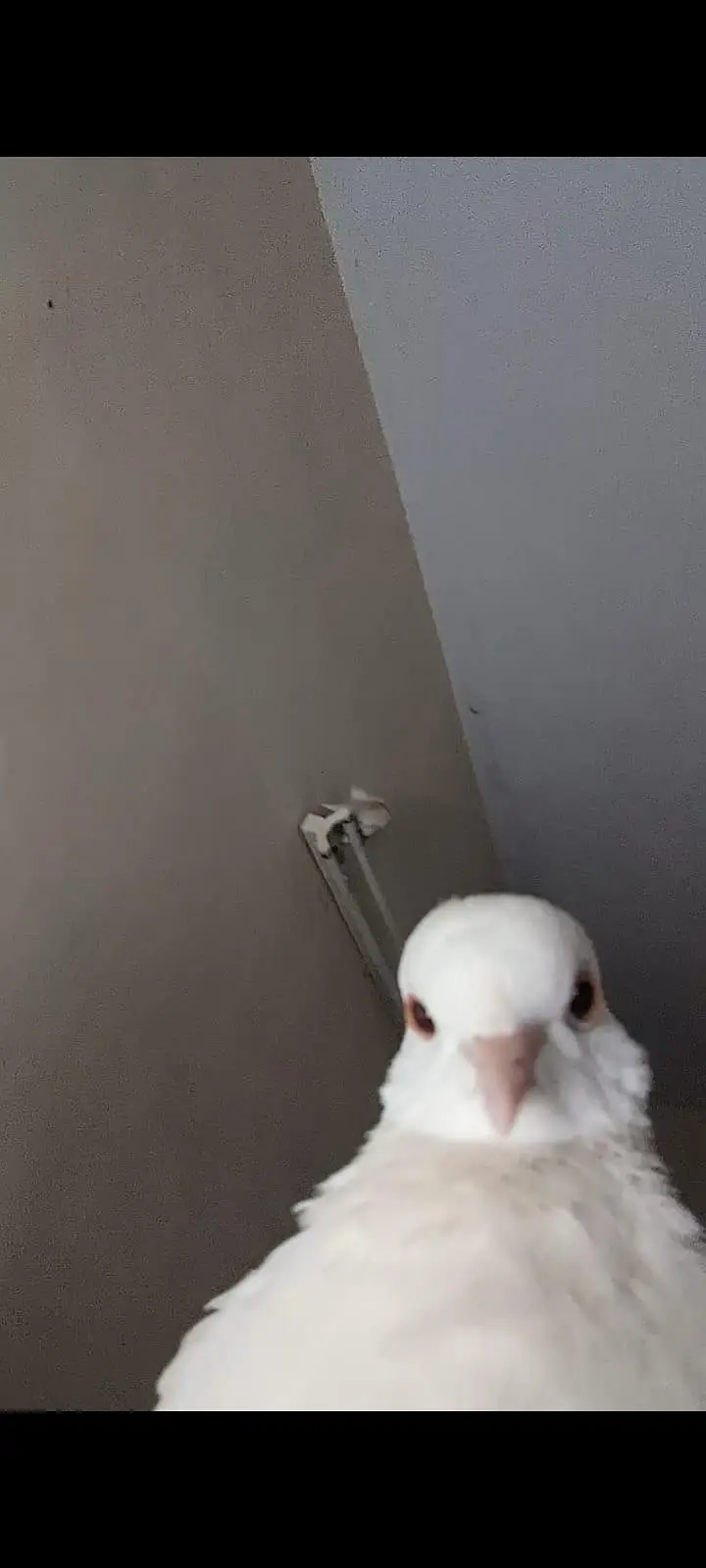3 doves/one brown and two white — photo 3