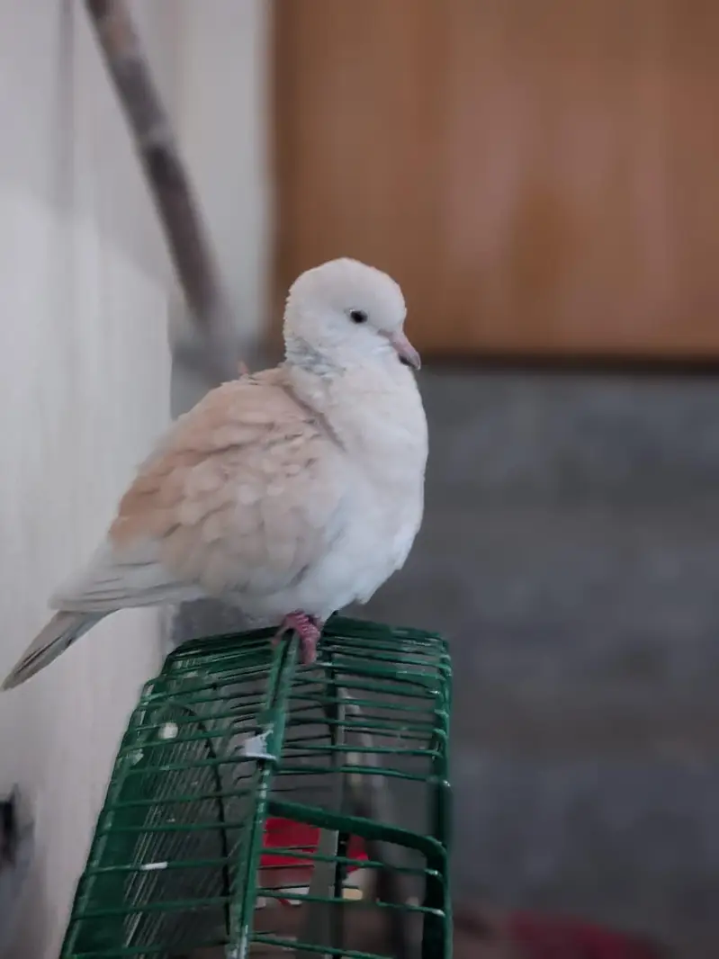 3 doves/one brown and two white — photo 4