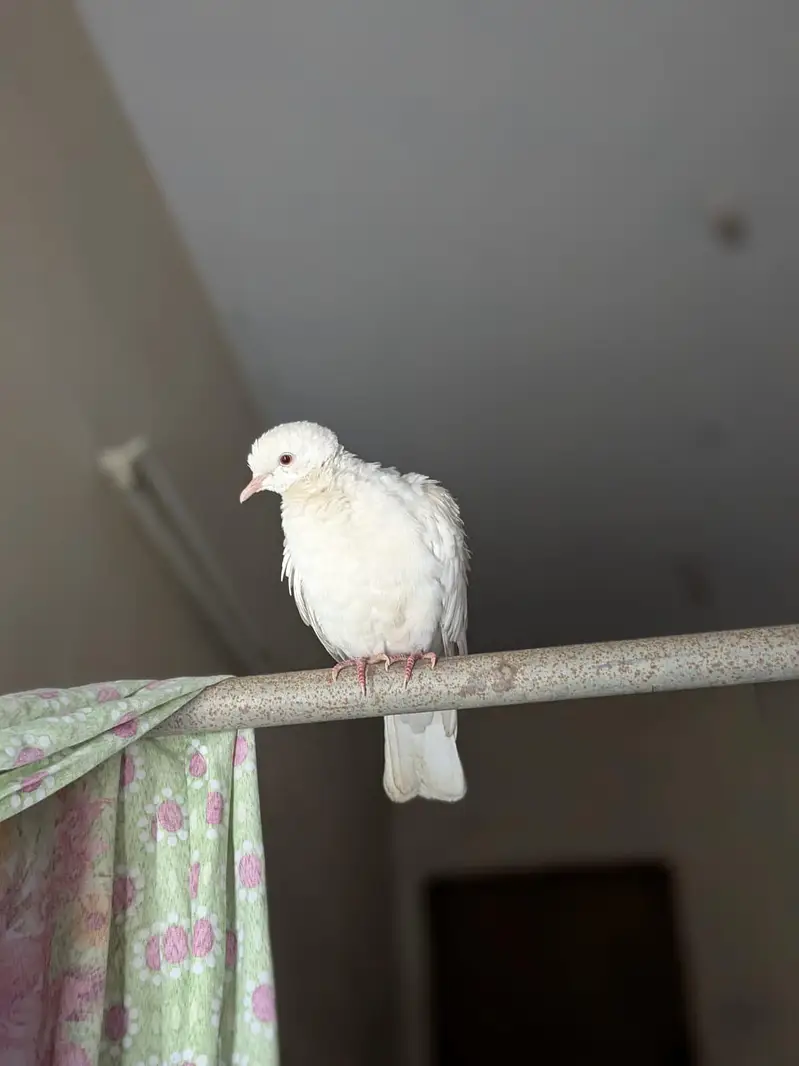 3 doves/one brown and two white — photo 5