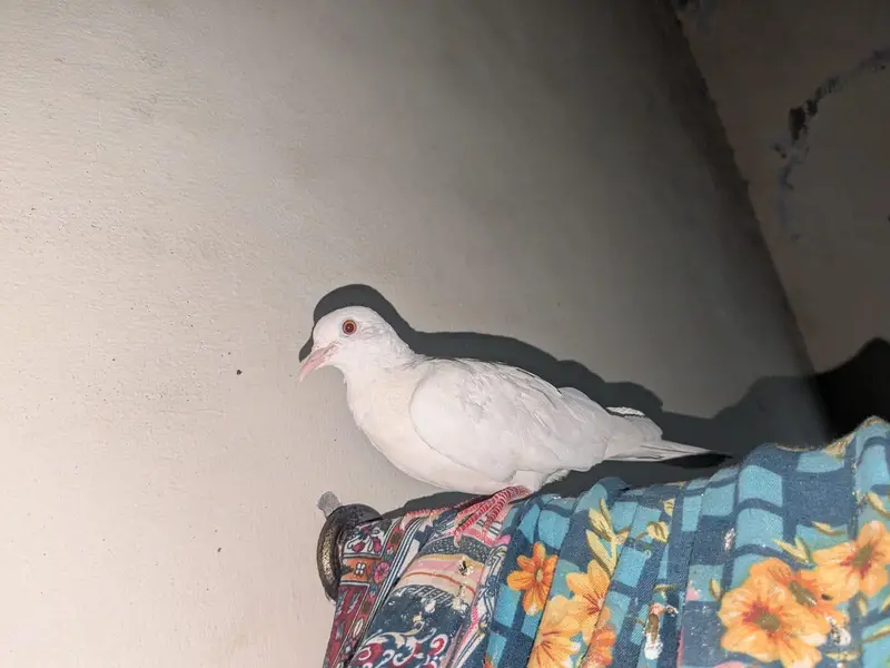 3 doves/one brown and two white — photo 6
