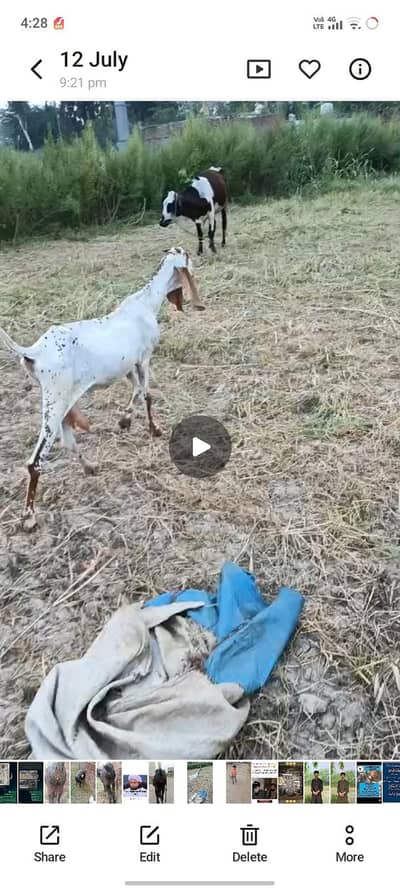 3 goats are available home breed gaban goats