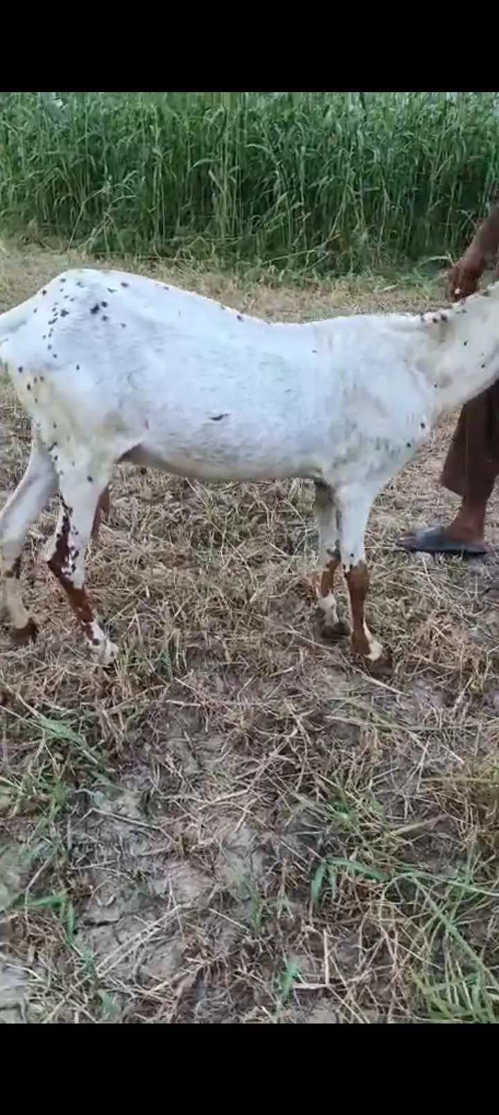 3 goats are available home breed gaban goats — photo 2
