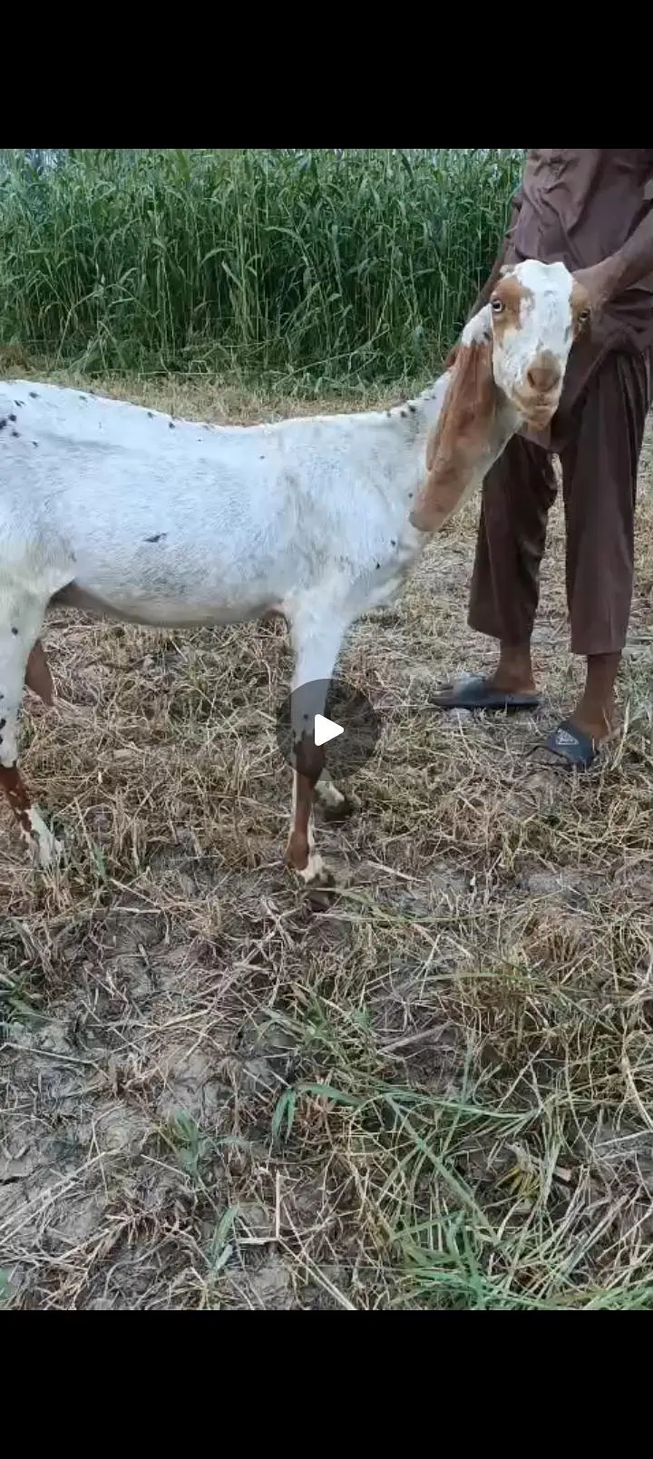 3 goats are available home breed gaban goats — photo 3