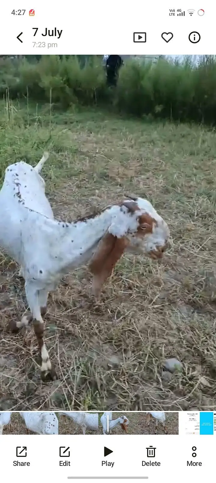3 goats are available home breed gaban goats — photo 4