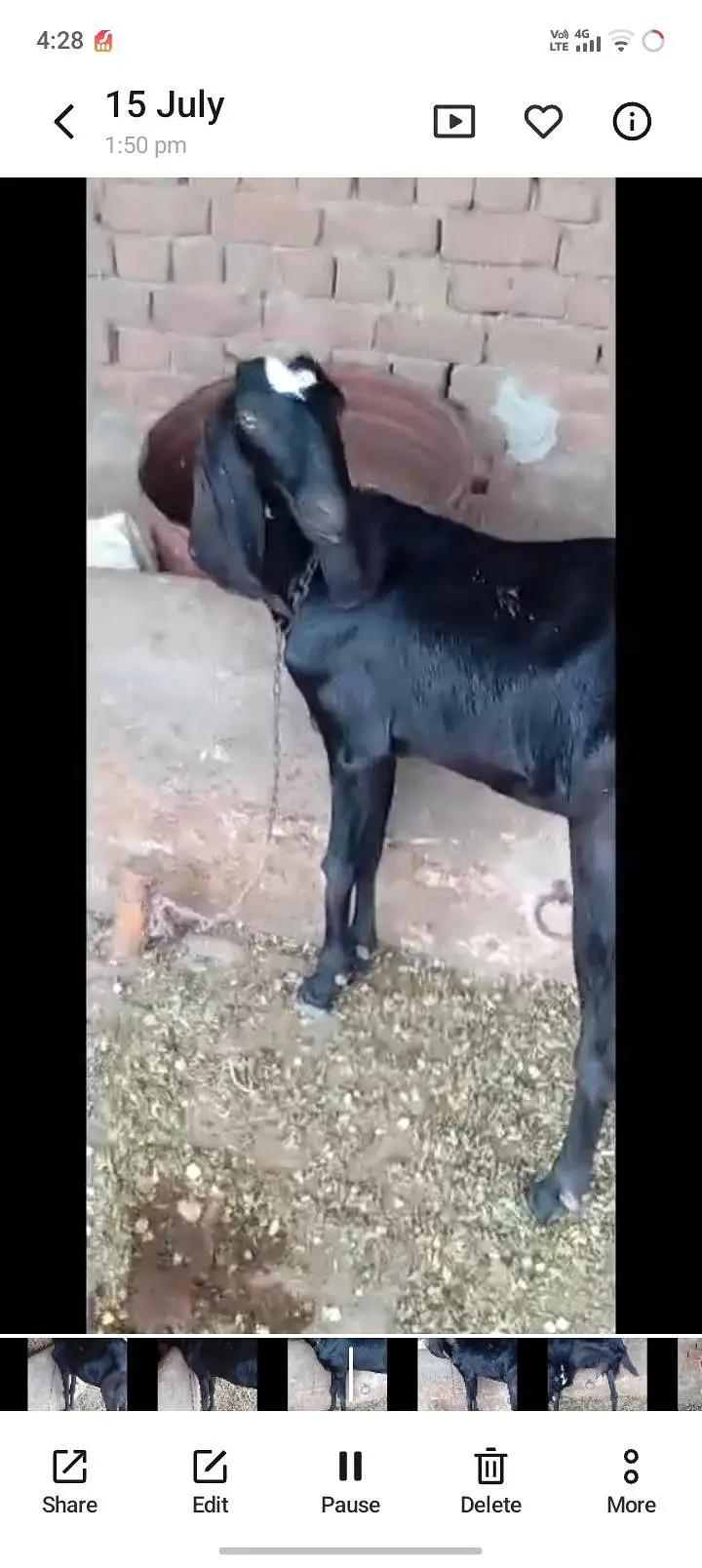 3 goats are available home breed gaban goats — photo 5