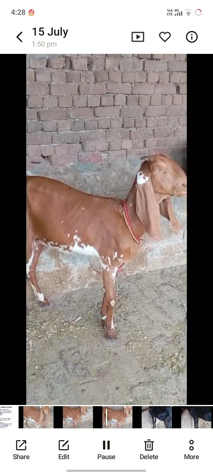 3 goats are available home breed gaban goats — photo 6