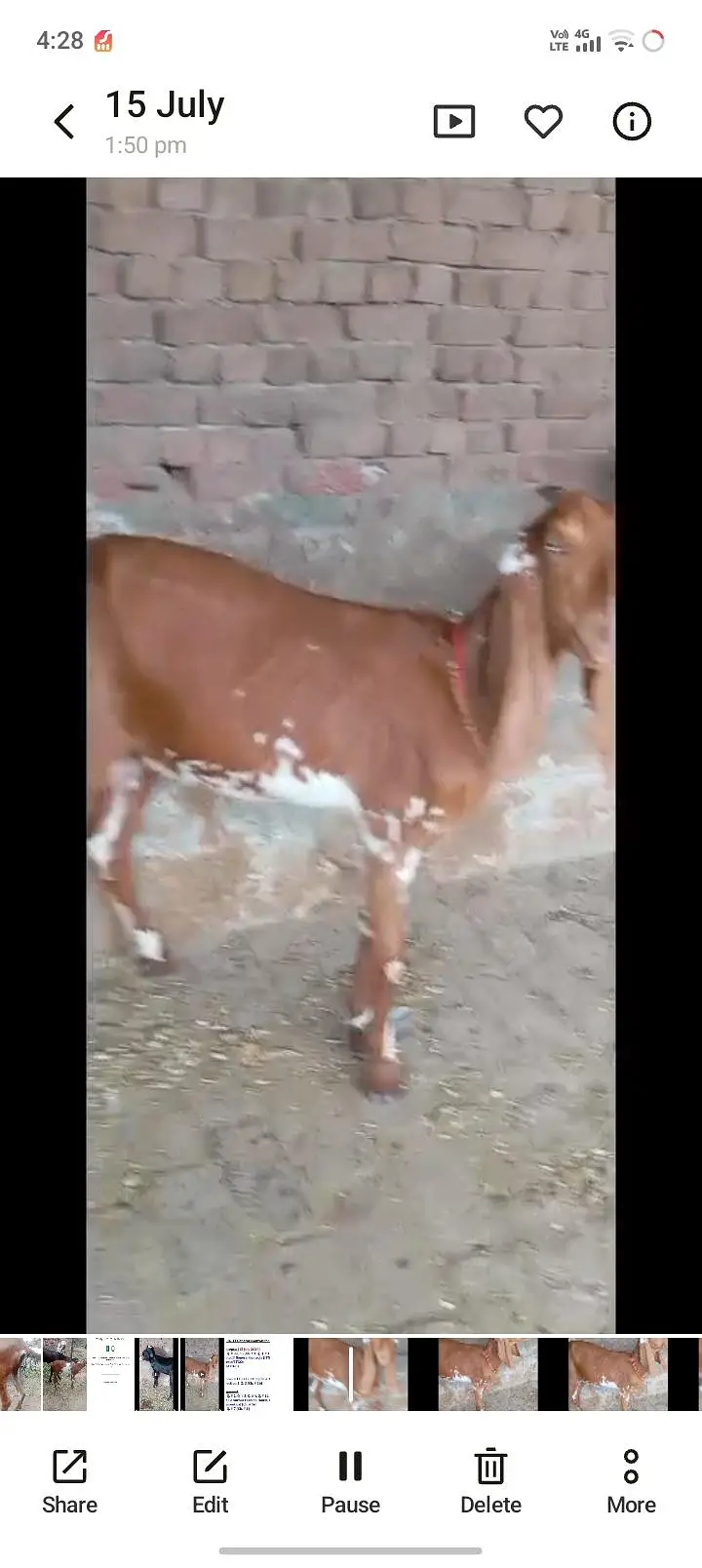 3 goats are available home breed gaban goats — photo 7