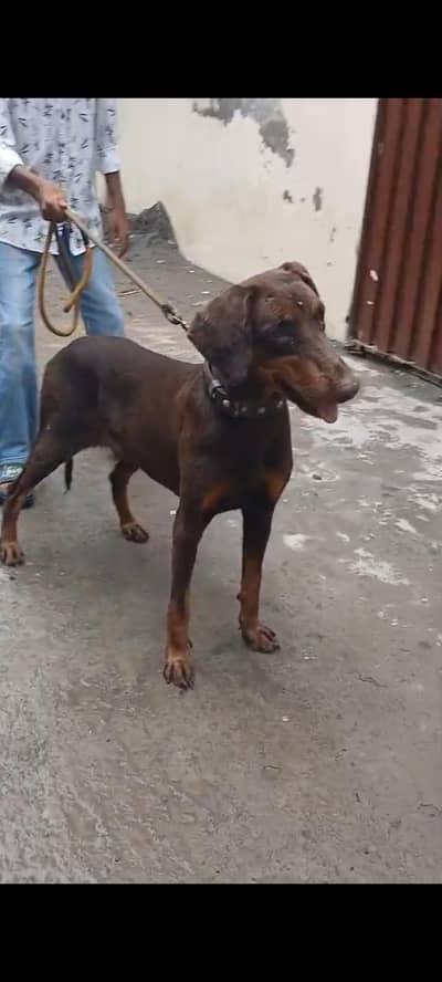 Doberman female