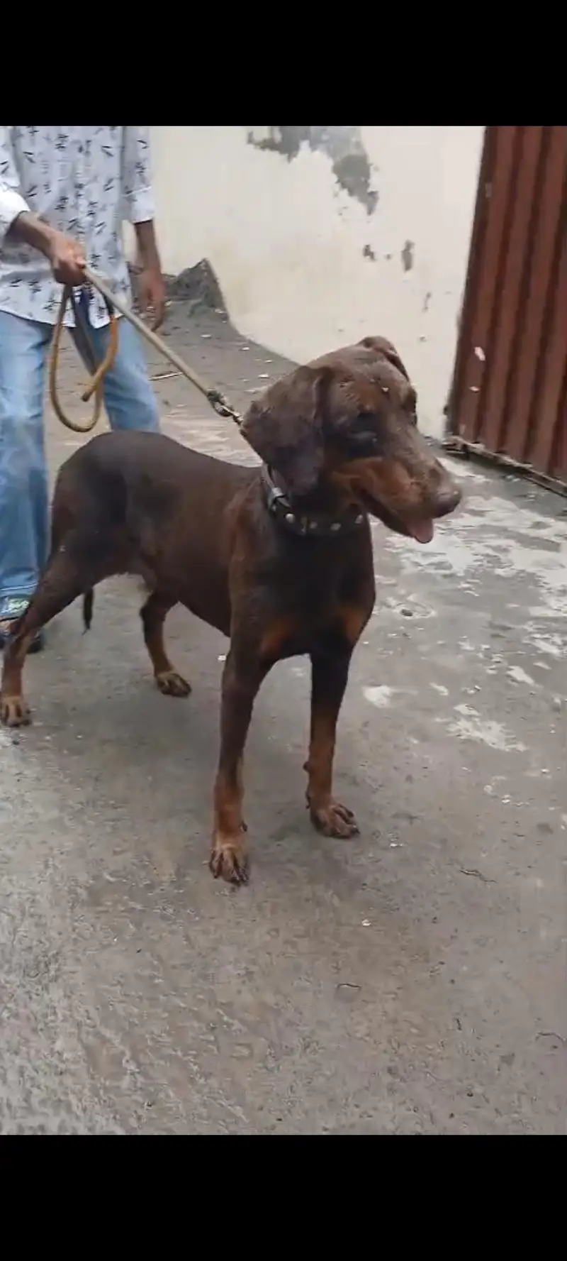 Doberman female