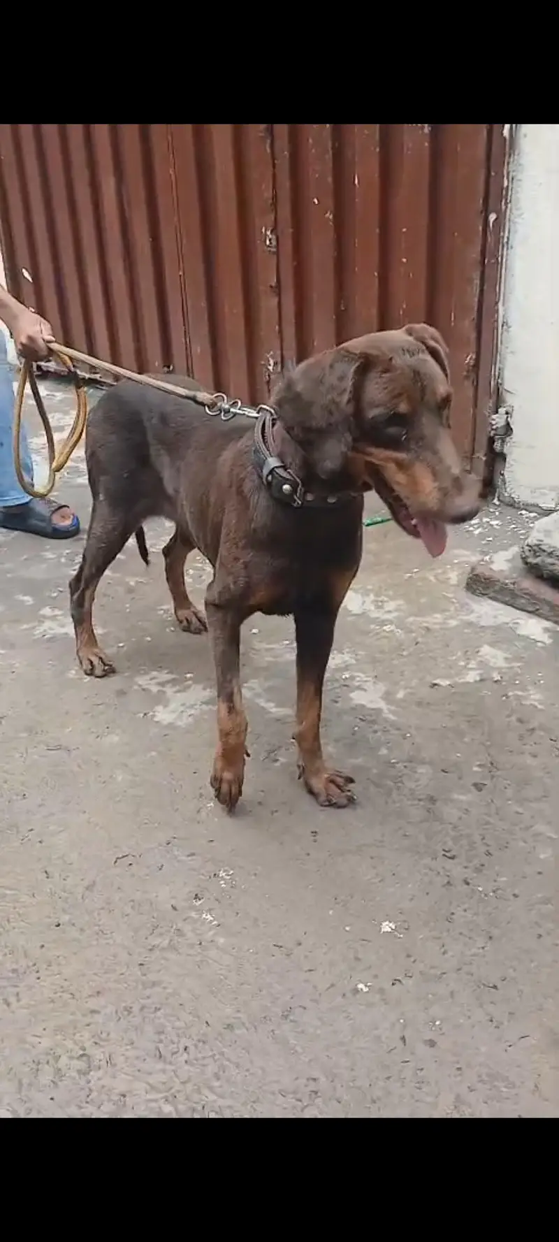 Doberman female — photo 2