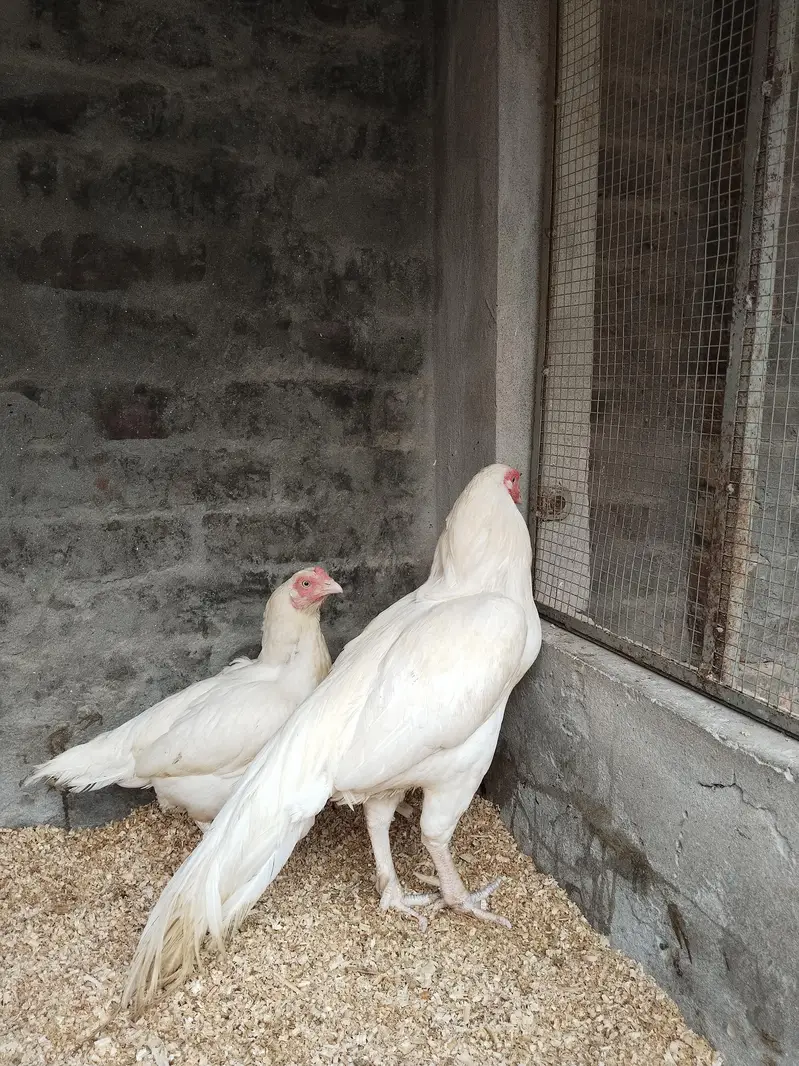 Heera Aseel — photo 4