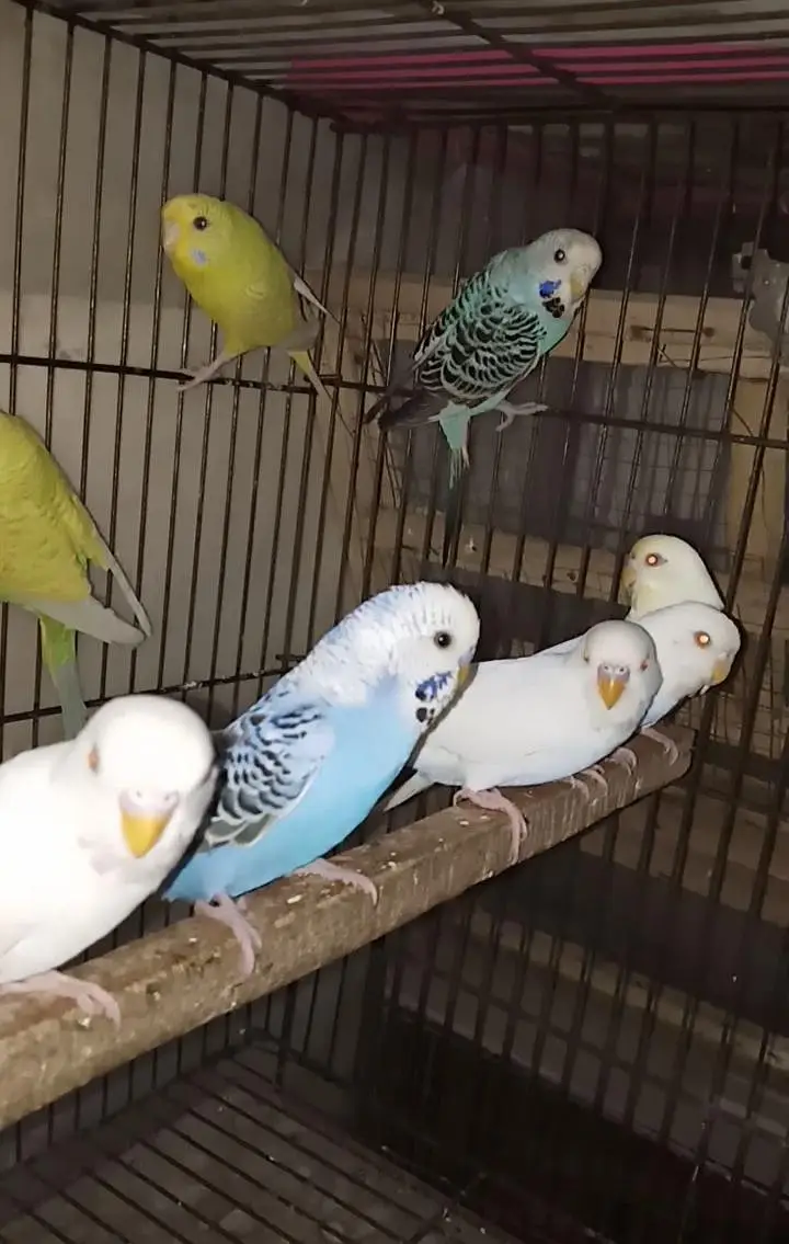 Australian Birds