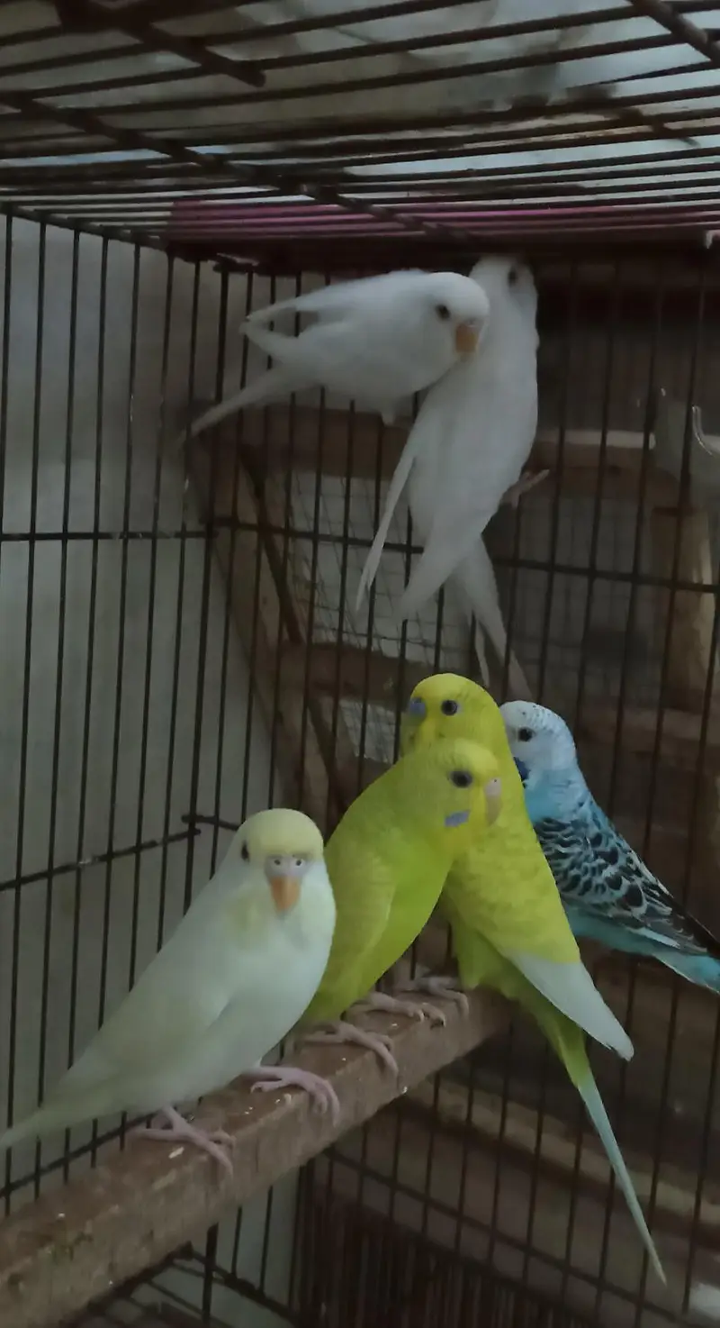 Australian Birds — photo 2