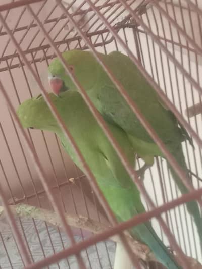 pair hai laga huwa
