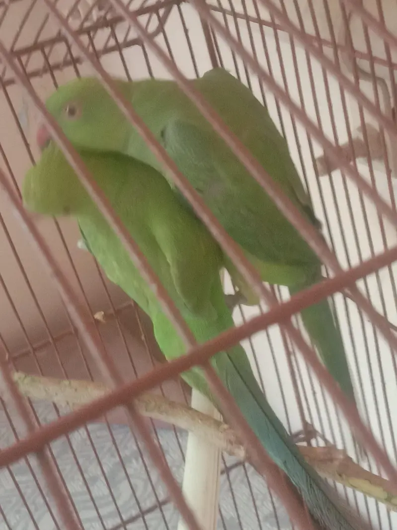 pair hai laga huwa — photo 3