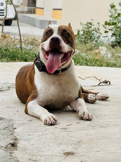 Pitbull, Urgent Sale