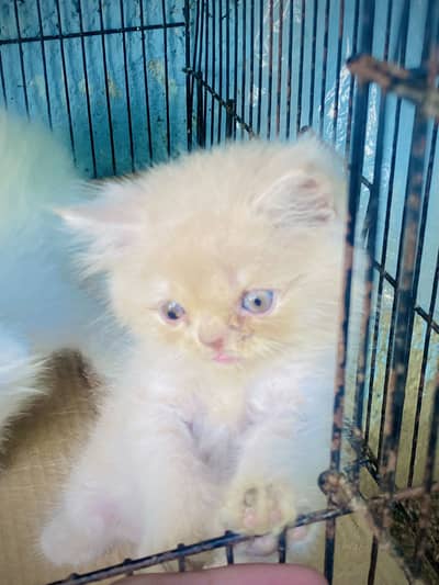 Triple coated Persian Kittens blue eyes