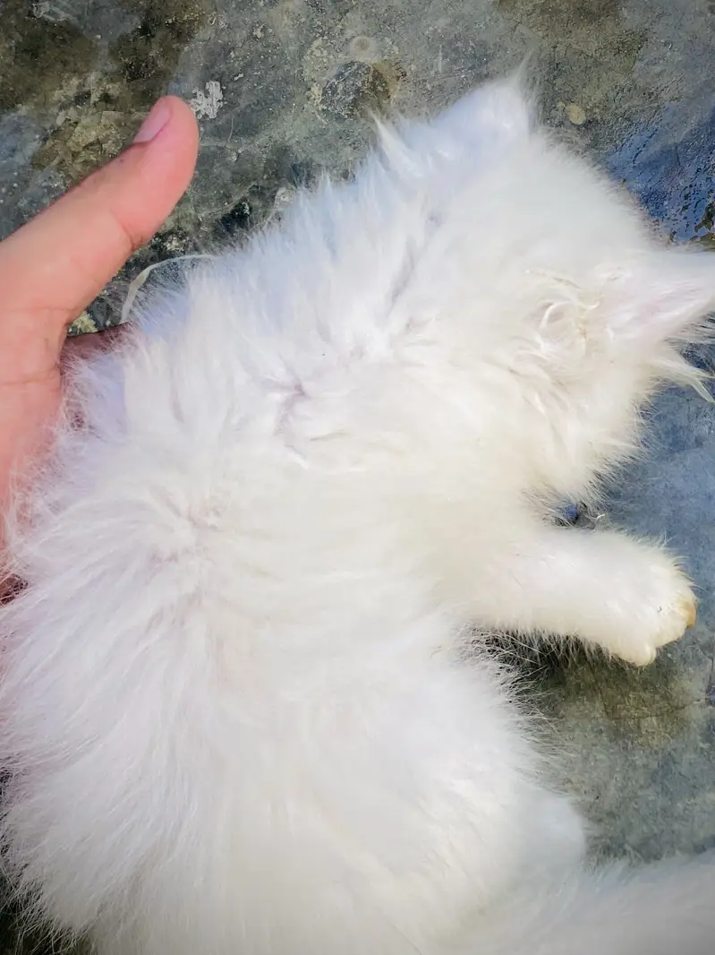 Triple coated Persian Kittens blue eyes — photo 2