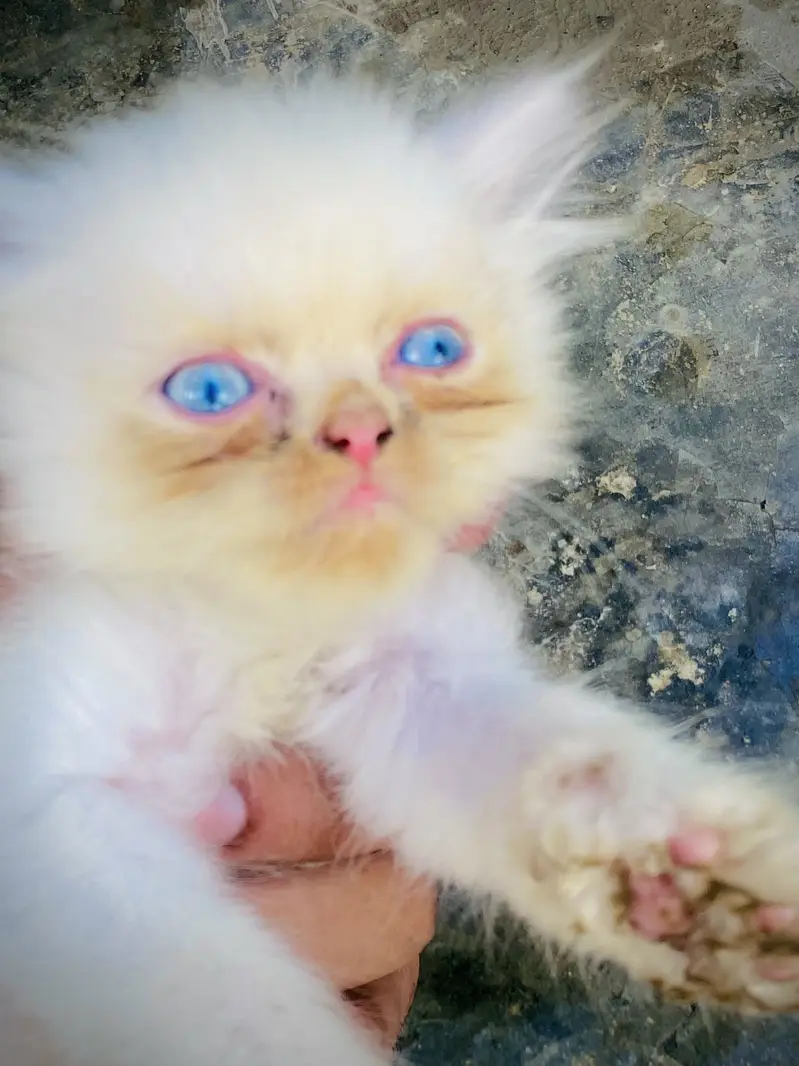 Triple coated Persian Kittens blue eyes — photo 3