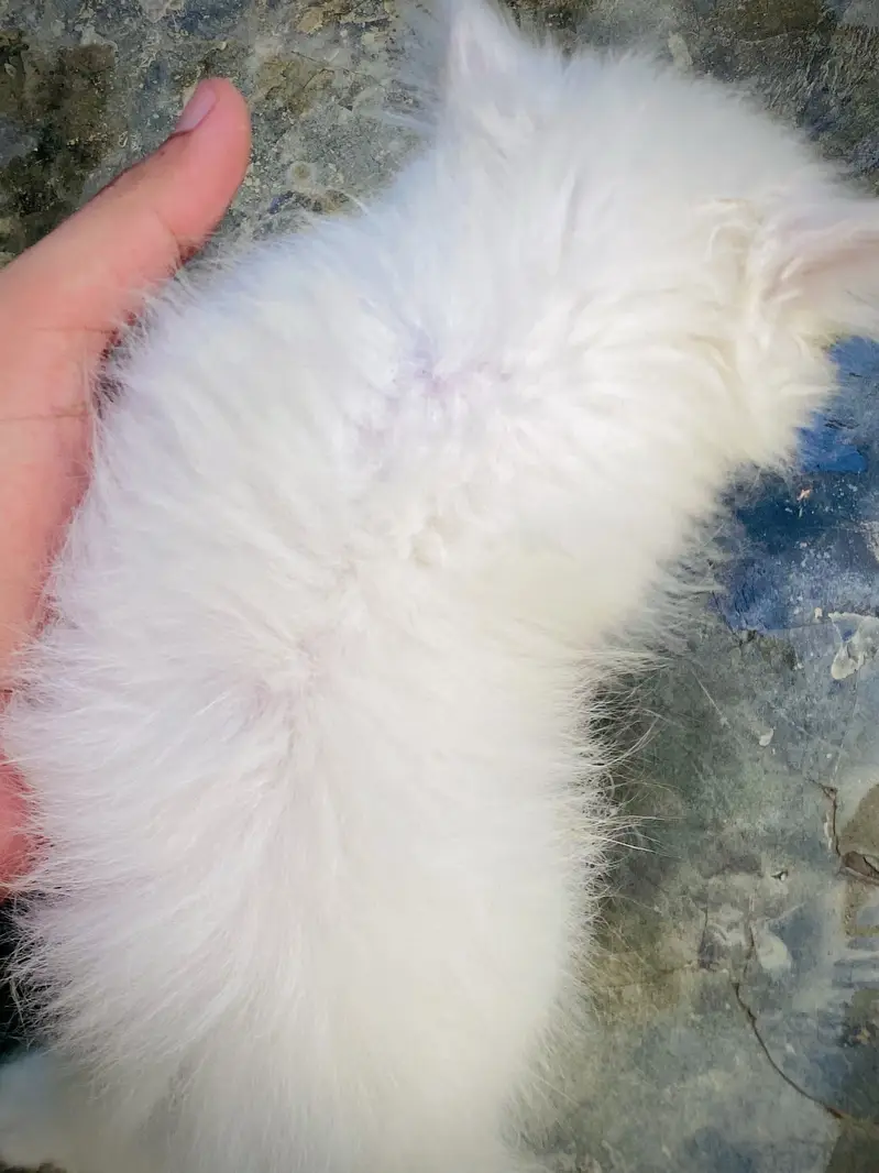 Triple coated Persian Kittens blue eyes — photo 4
