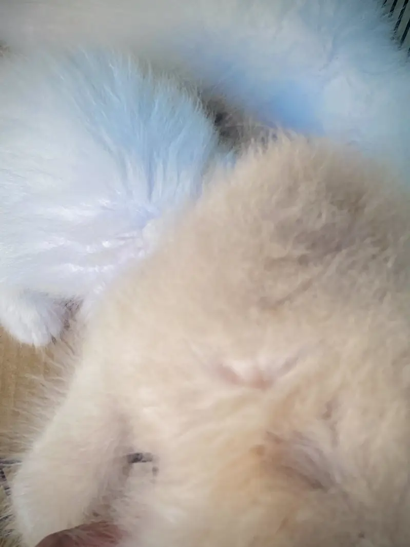 Triple coated Persian Kittens blue eyes — photo 5