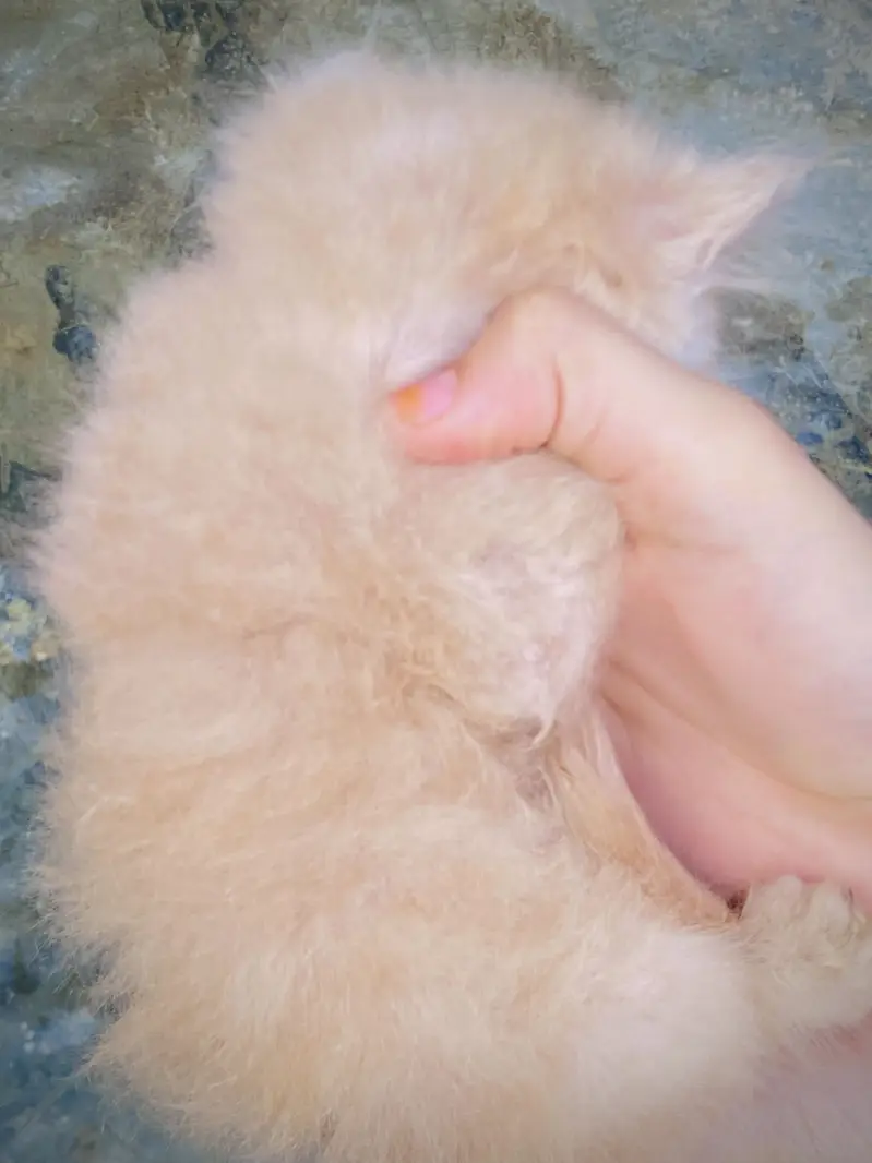 Triple coated Persian Kittens blue eyes — photo 6