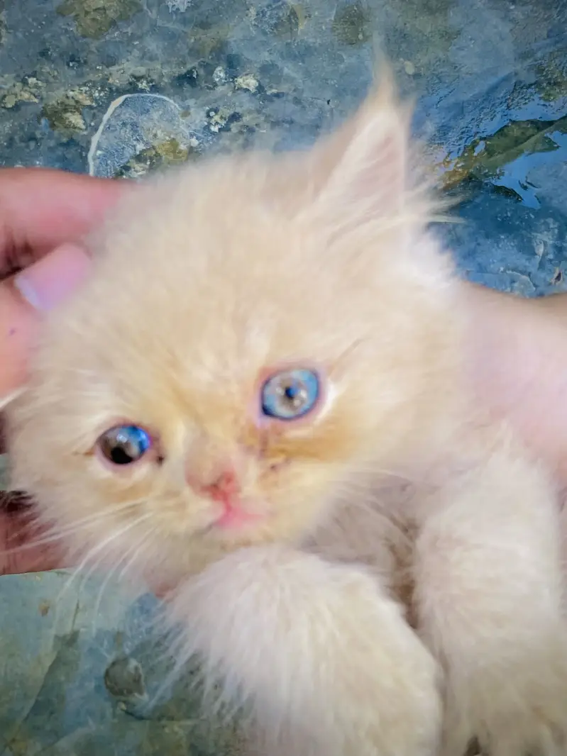 Triple coated Persian Kittens blue eyes — photo 7