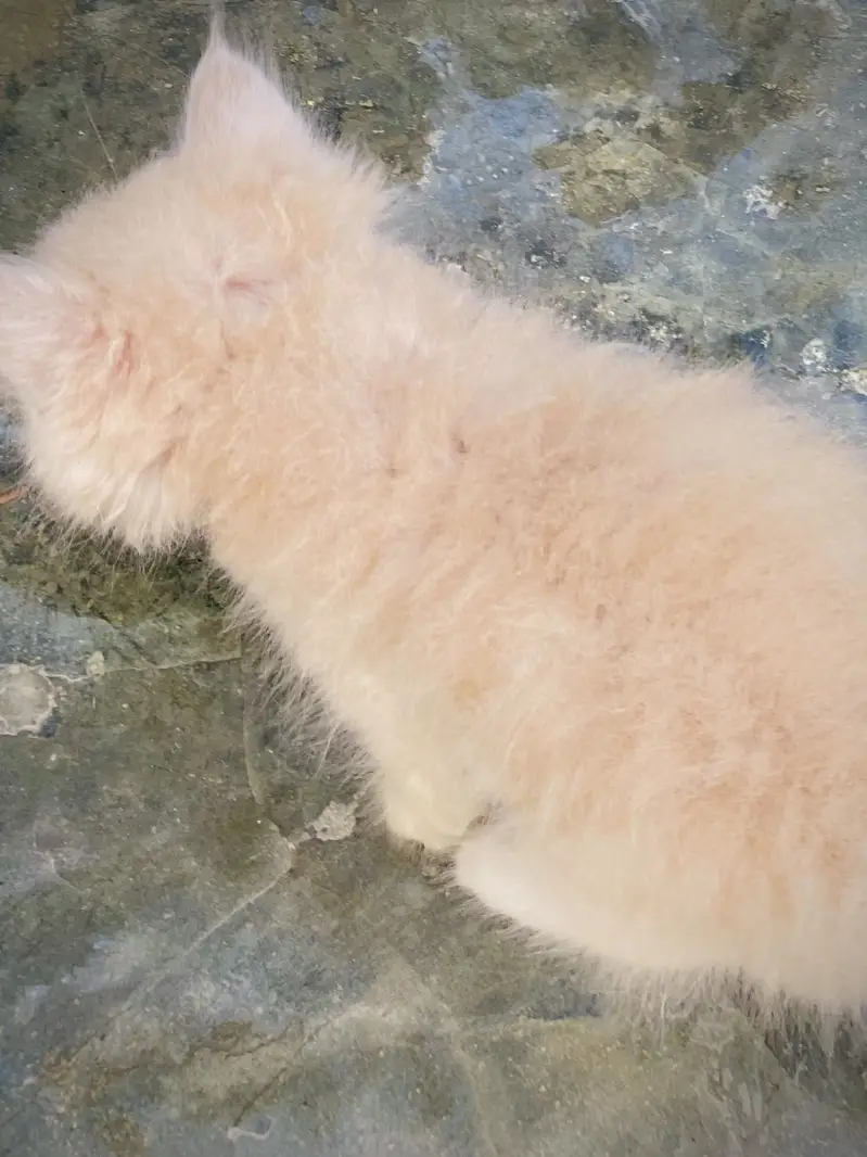 Triple coated Persian Kittens blue eyes — photo 8