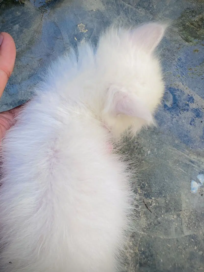 Triple coated Persian Kittens blue eyes — photo 9
